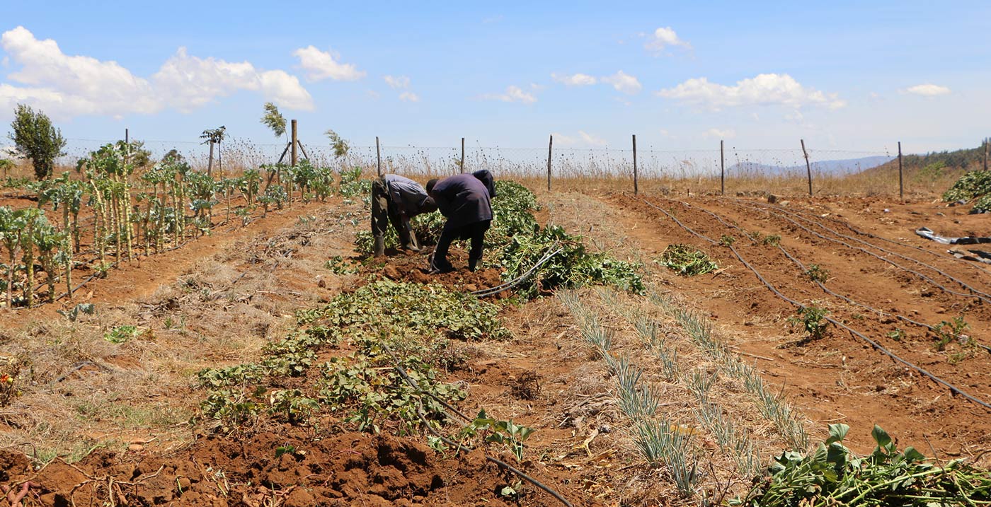 vegetable field-Organic without Boundaries